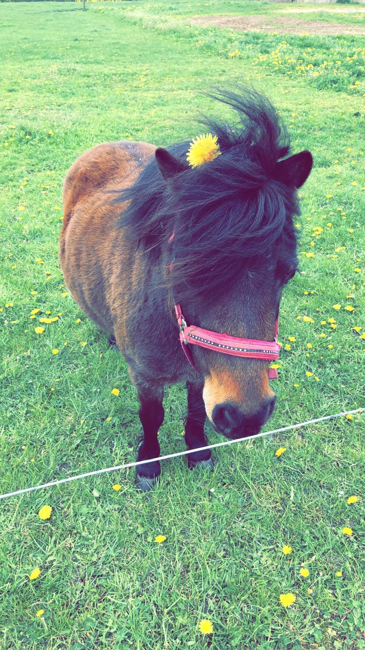 Anden særlig race Andrea billede 14