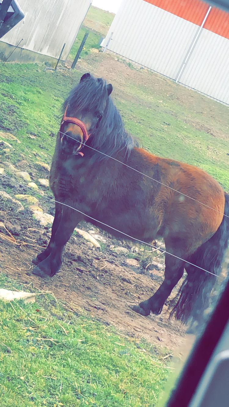 Anden særlig race Andrea billede 17