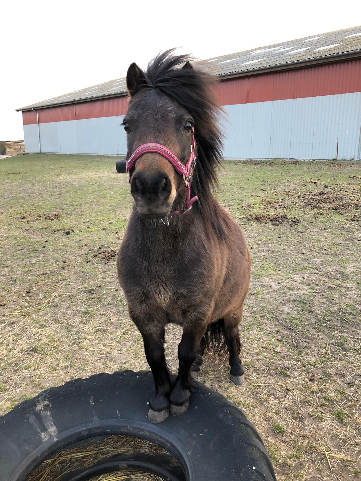 Anden særlig race Andrea billede 16