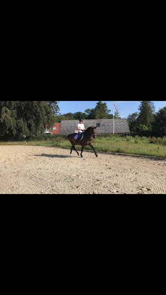 Oldenborg Zafine Macoy billede 7