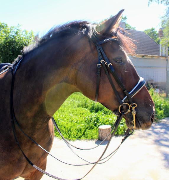 Oldenborg Zafine Macoy billede 1