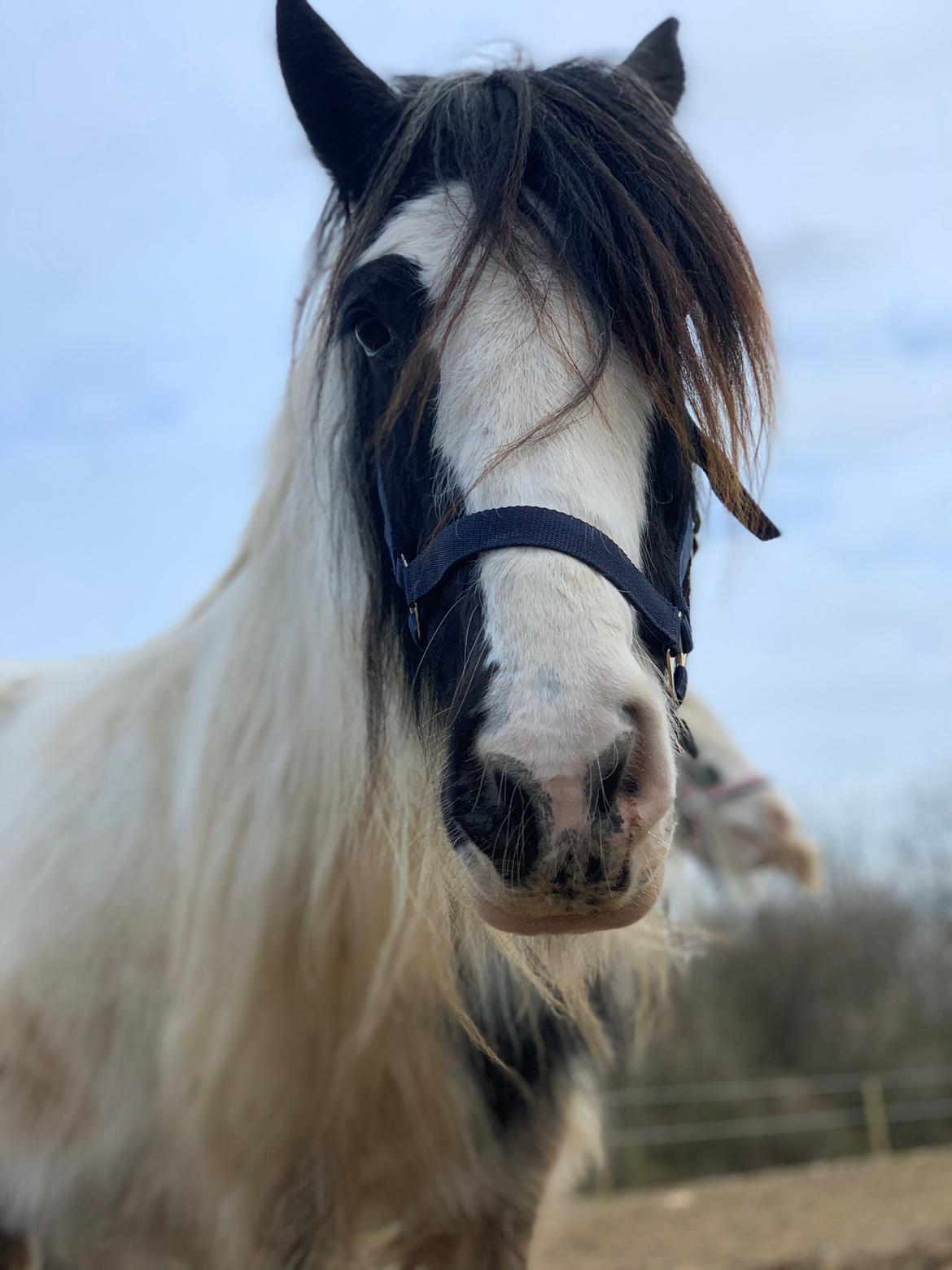 Irish Cob Wilma * solgt * billede 11