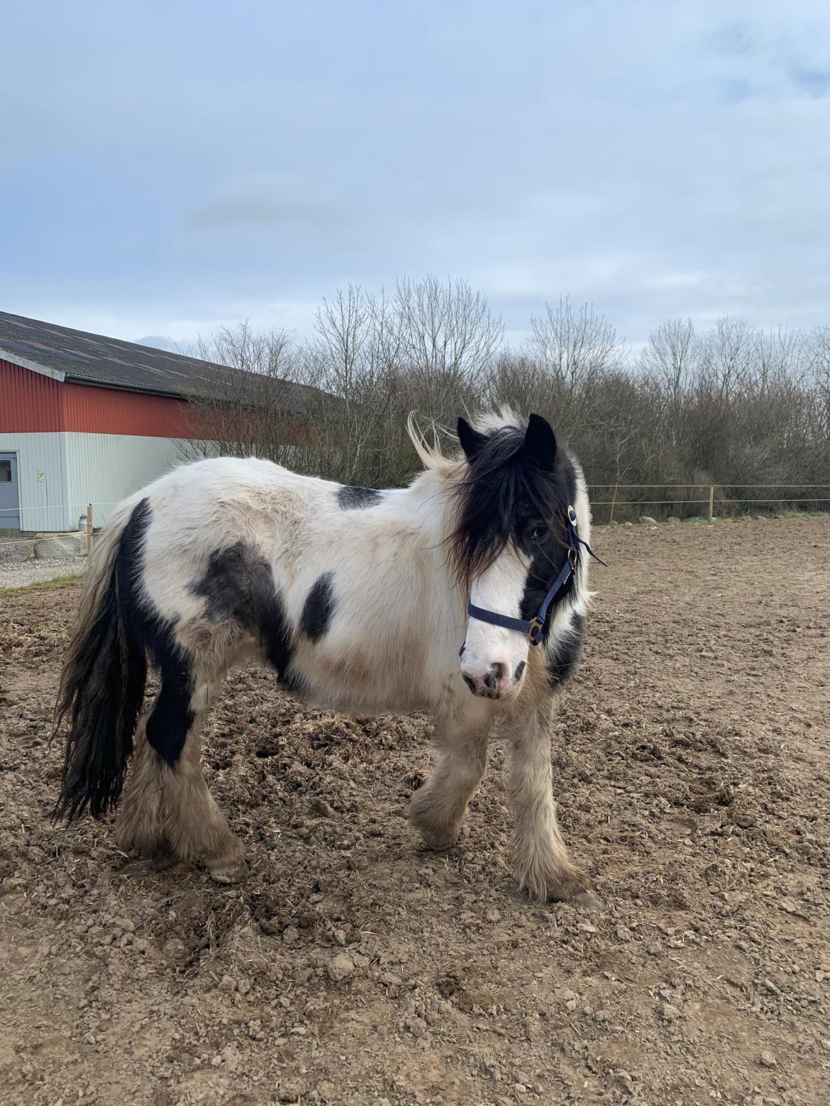 Irish Cob Wilma * solgt * billede 12