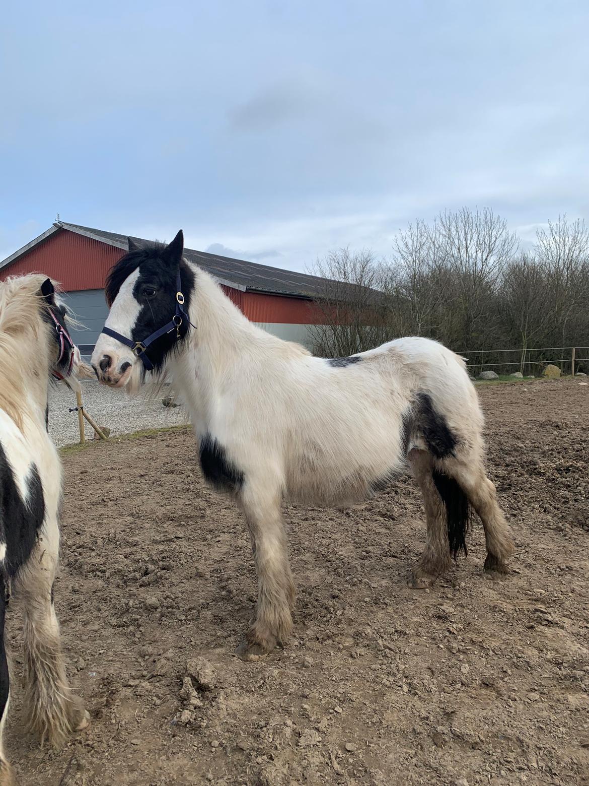 Irish Cob Wilma * solgt * billede 13