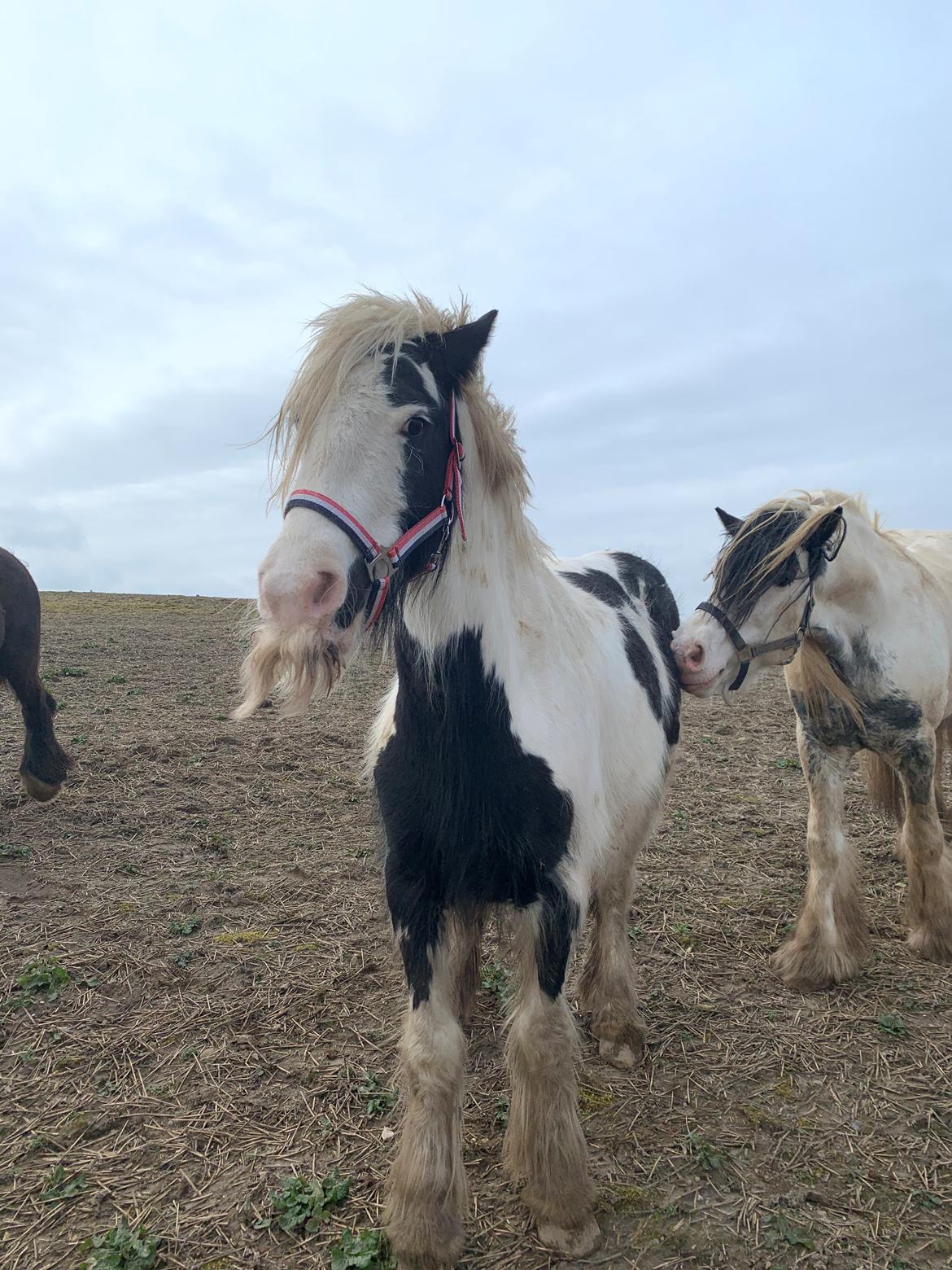 Irish Cob Murphy's Pipsy Pie billede 10