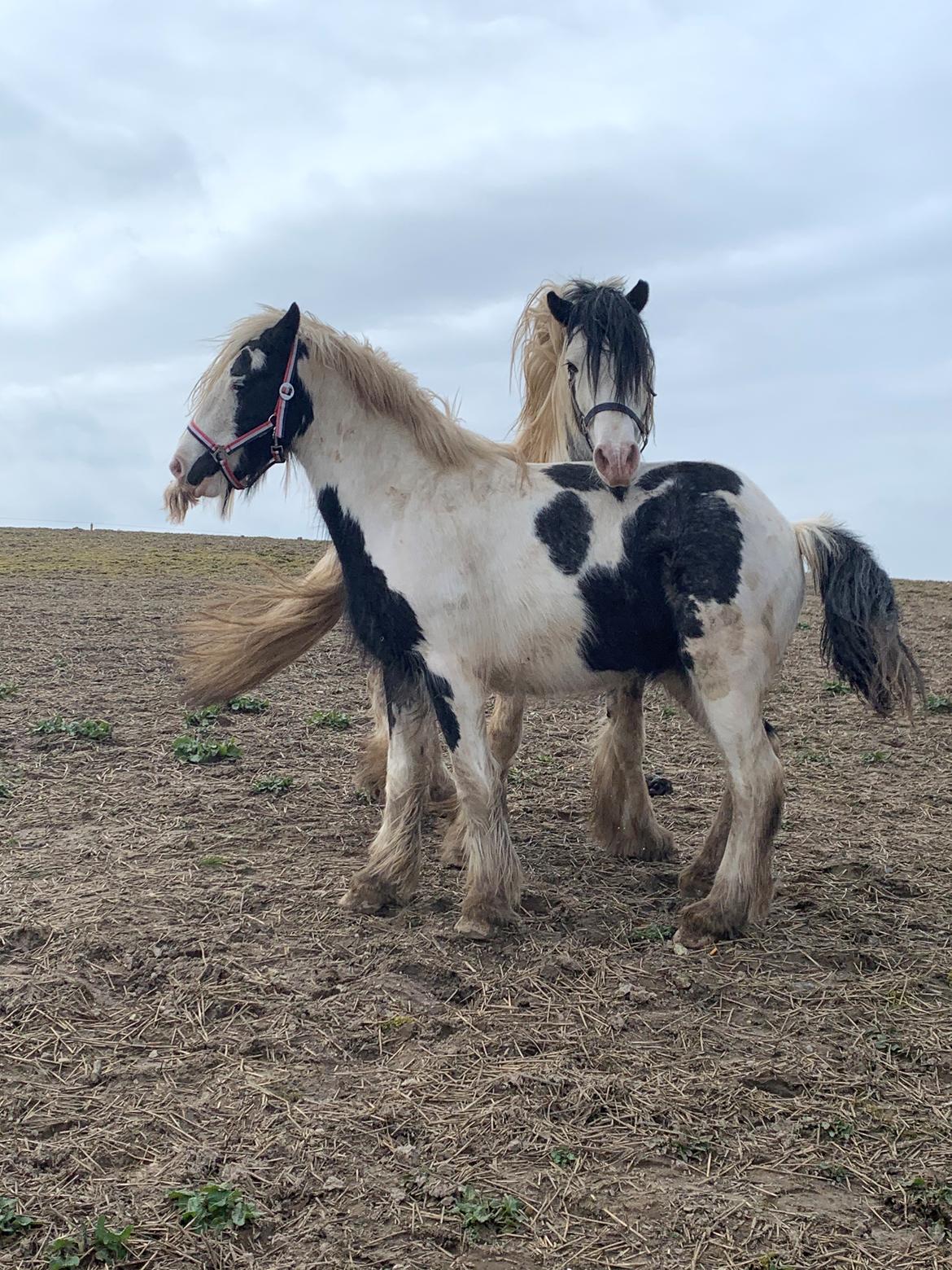 Irish Cob Murphy's Pipsy Pie billede 11