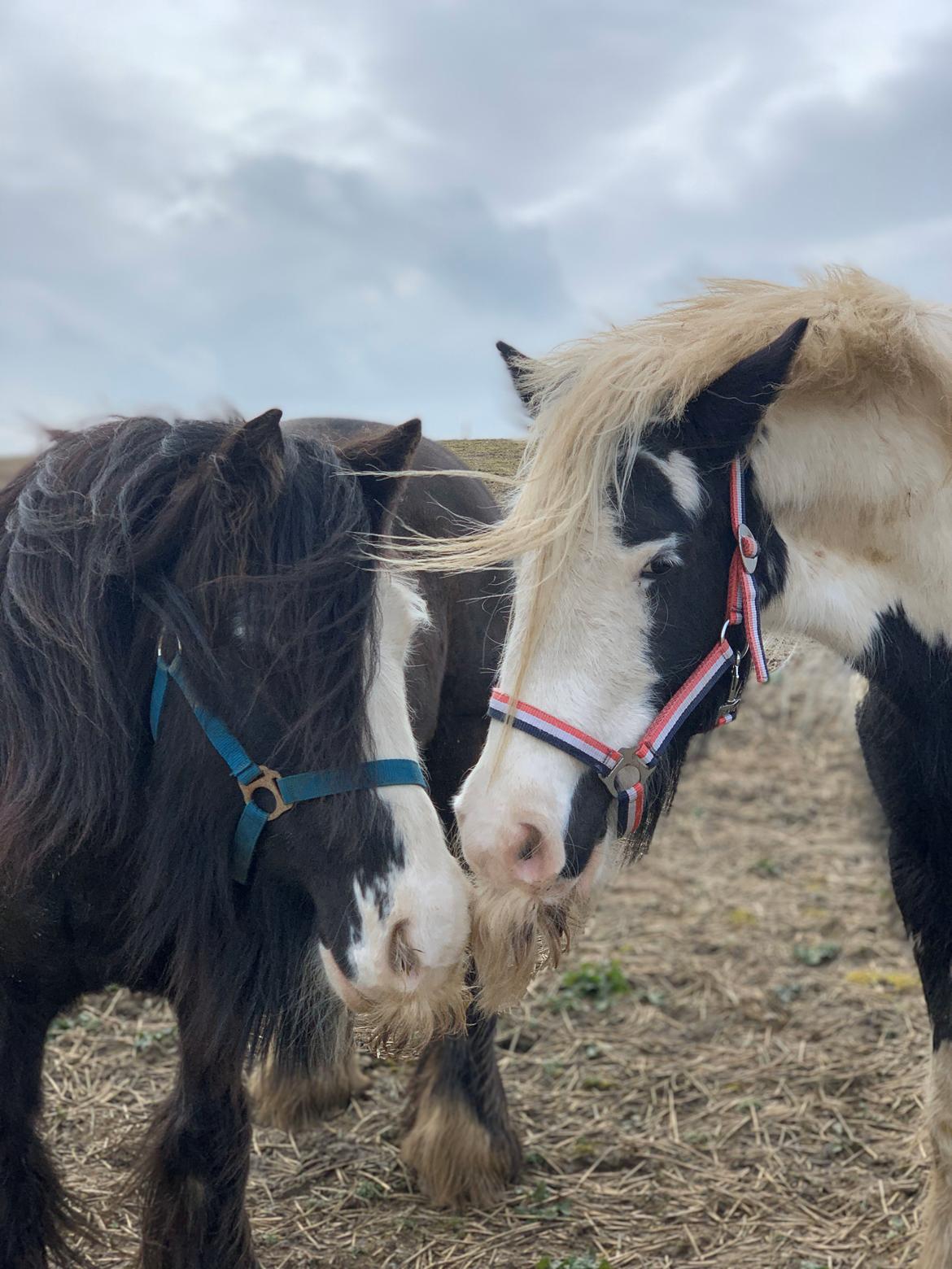 Irish Cob Murphy's Pipsy Pie billede 12