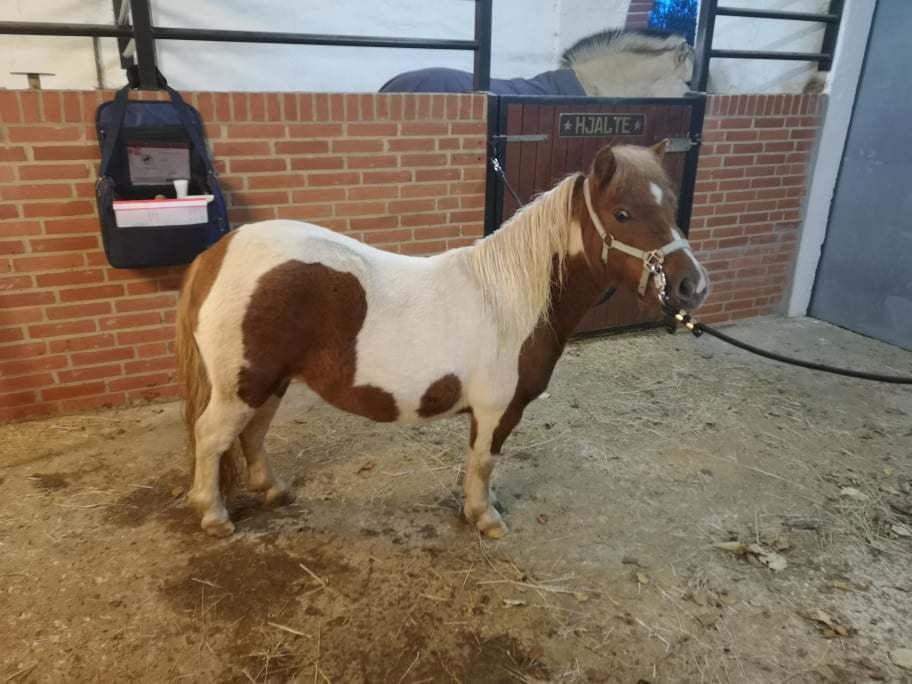 Shetlænder Dalsgaards anastacia billede 10