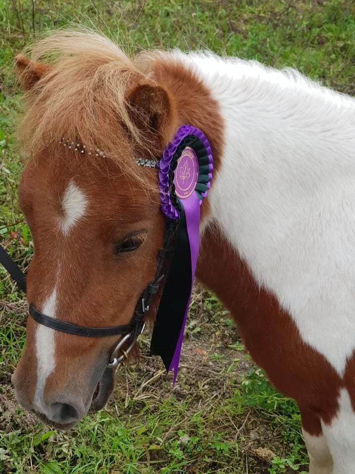 Shetlænder Dalsgaards anastacia billede 3