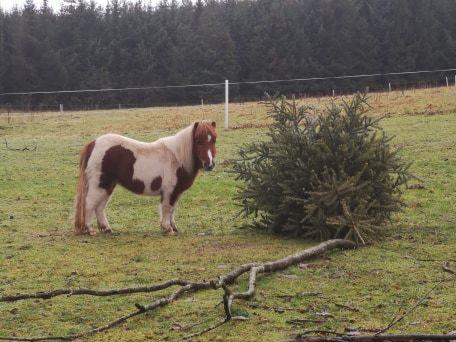 Shetlænder Dalsgaards anastacia billede 5