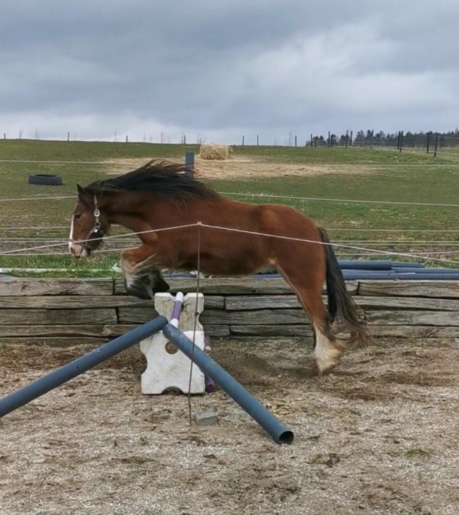 Irish Cob Lenders Winzent of Ireland - Løsspring :-)  billede 11