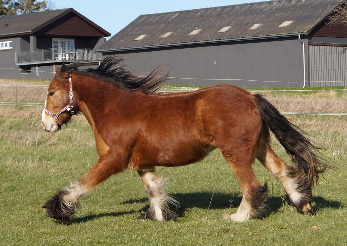Irish Cob Lenders Winzent of Ireland - Mums :)  billede 12