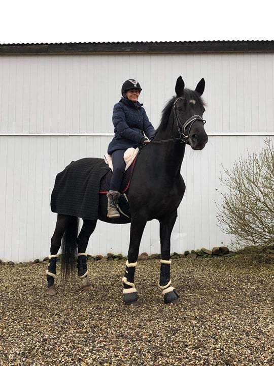 Dansk Varmblod Nørgaards miss ginatug billede 1
