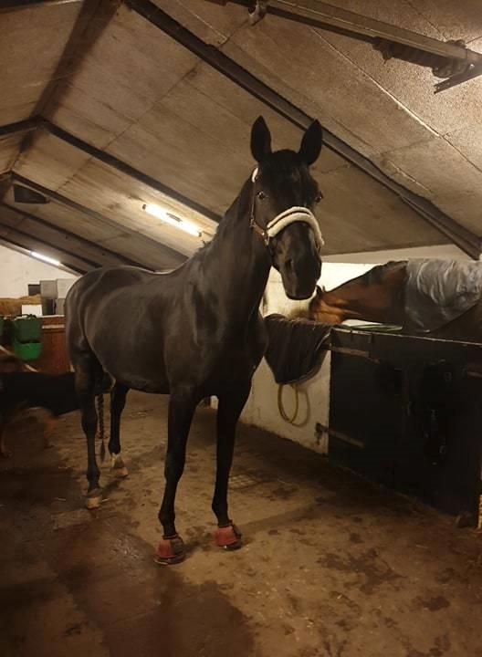 Dansk Varmblod Nørgaards miss ginatug billede 3