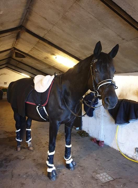 Dansk Varmblod Nørgaards miss ginatug billede 4