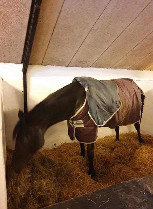 Dansk Varmblod Nørgaards miss ginatug billede 9