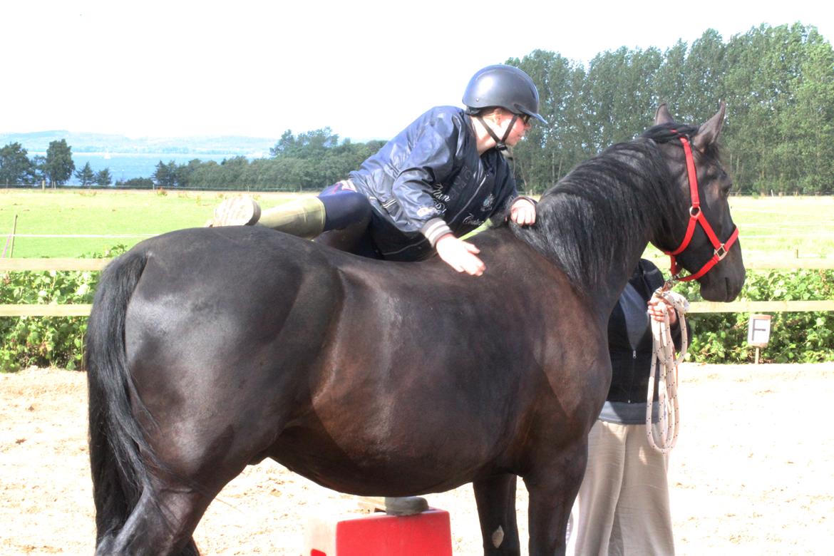 Oldenborg Sambo (Joey) billede 4