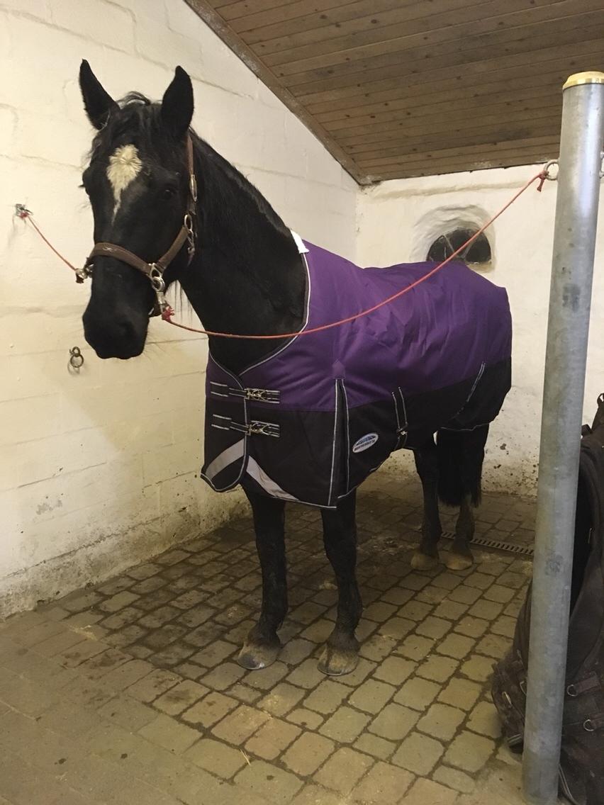 Oldenborg Sambo (Joey) billede 8