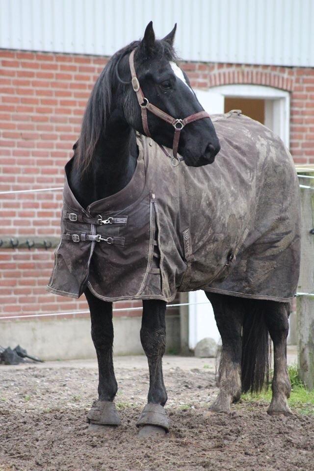 Oldenborg Sambo (Joey) billede 10