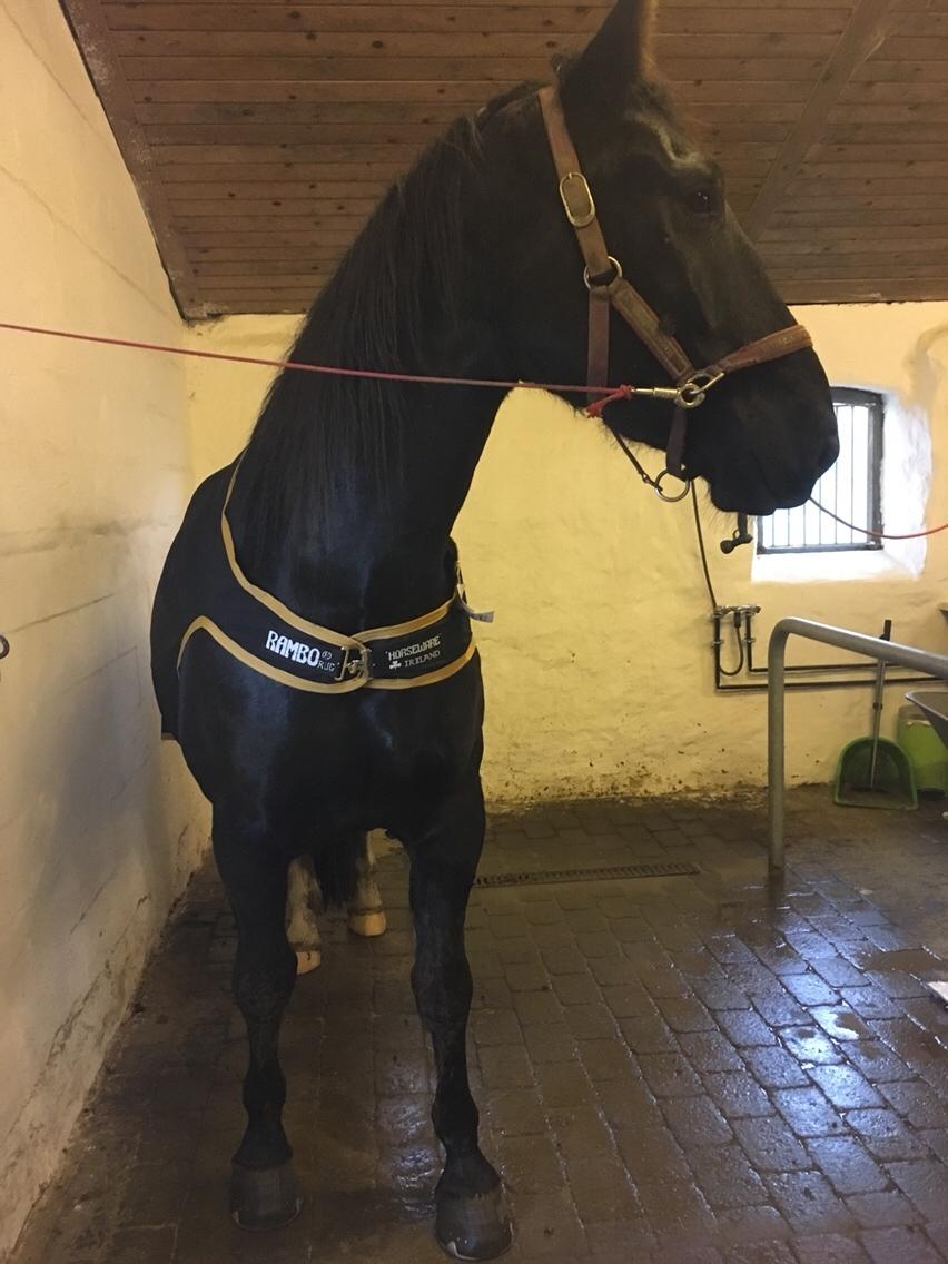 Oldenborg Sambo (Joey) billede 12