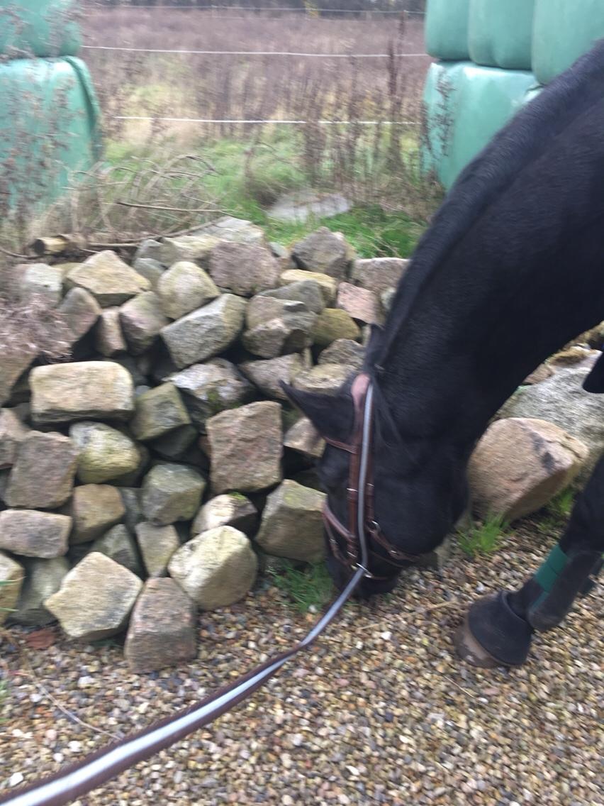 Oldenborg Sambo (Joey) billede 13