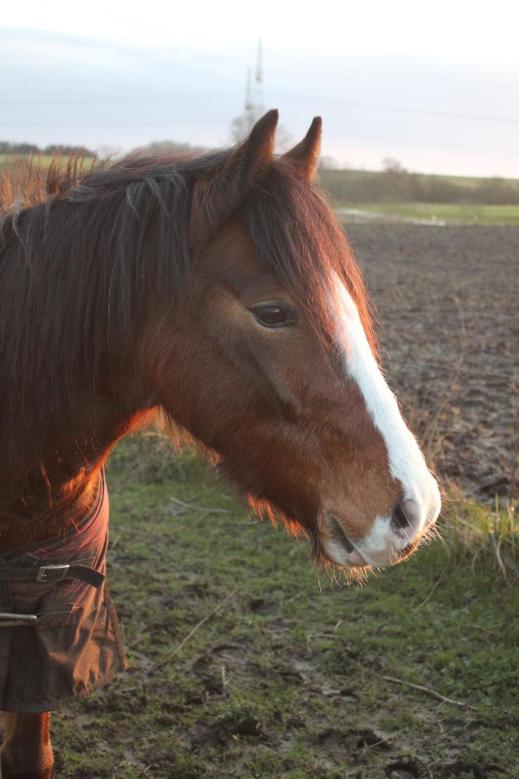 Welsh Pony af Cob-type (sec C) Flynn Rider billede 10