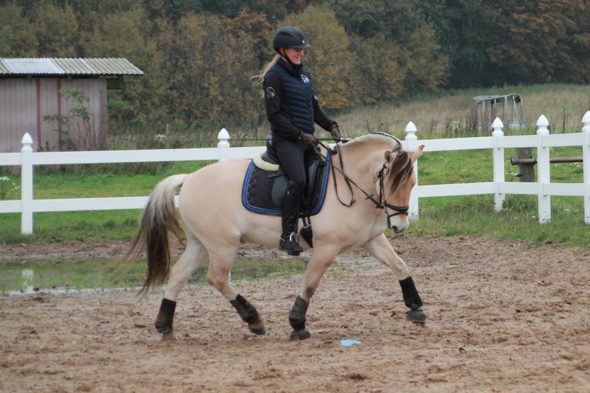Fjordhest Lamhaves Casjo Sejr - Casjo oktober 2019 billede 8