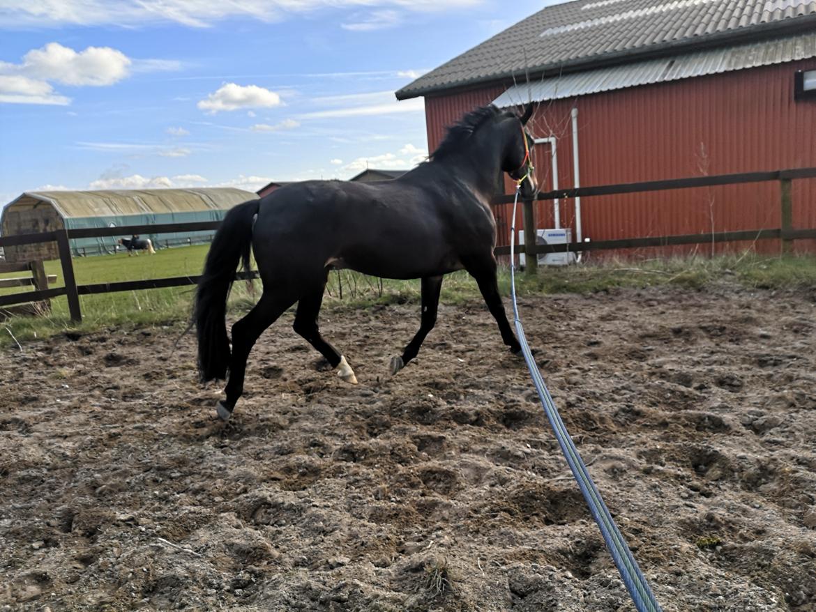 Dansk Varmblod I Ejerbækgaards Tenor billede 5