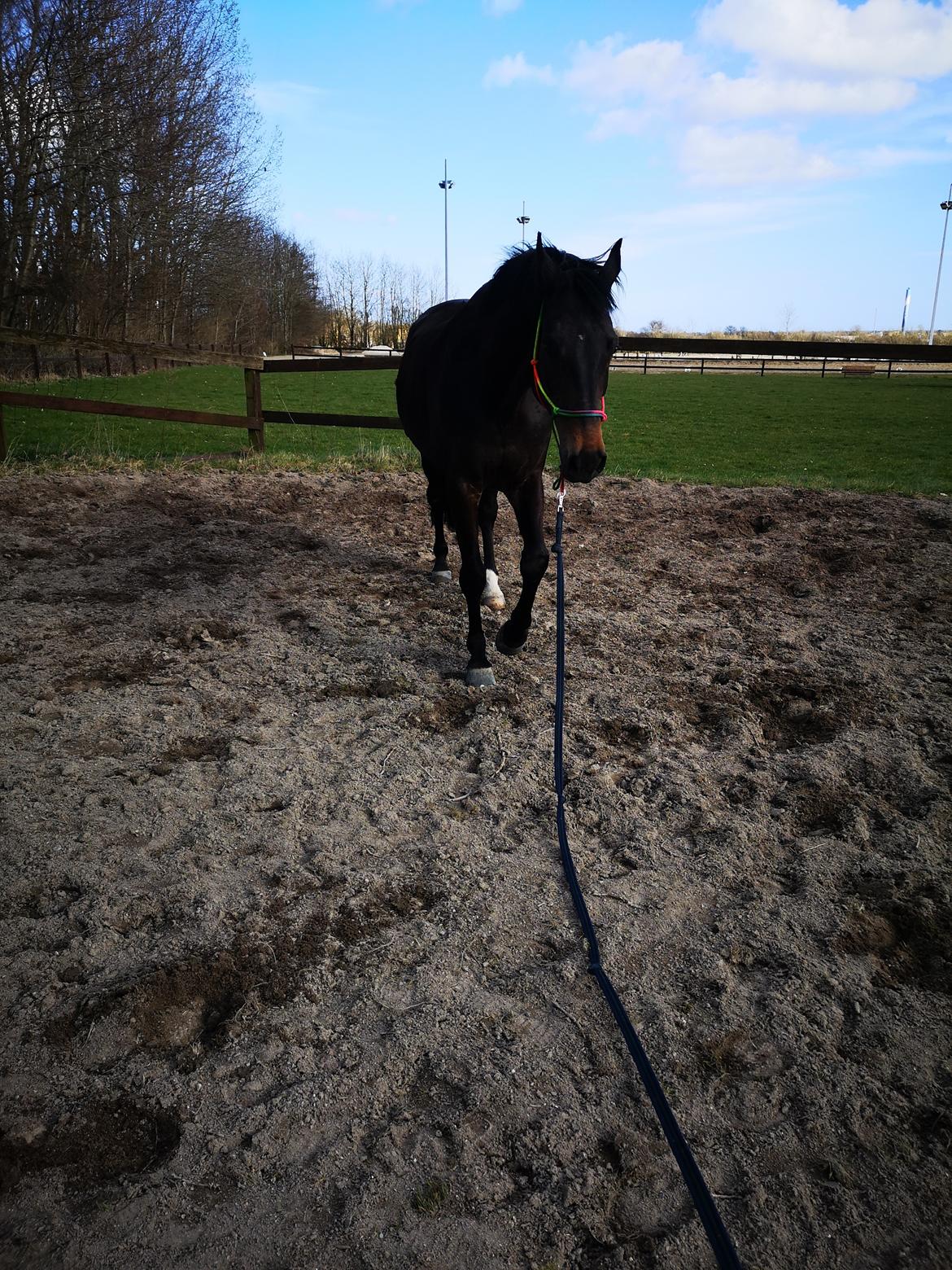 Dansk Varmblod I Ejerbækgaards Tenor billede 7