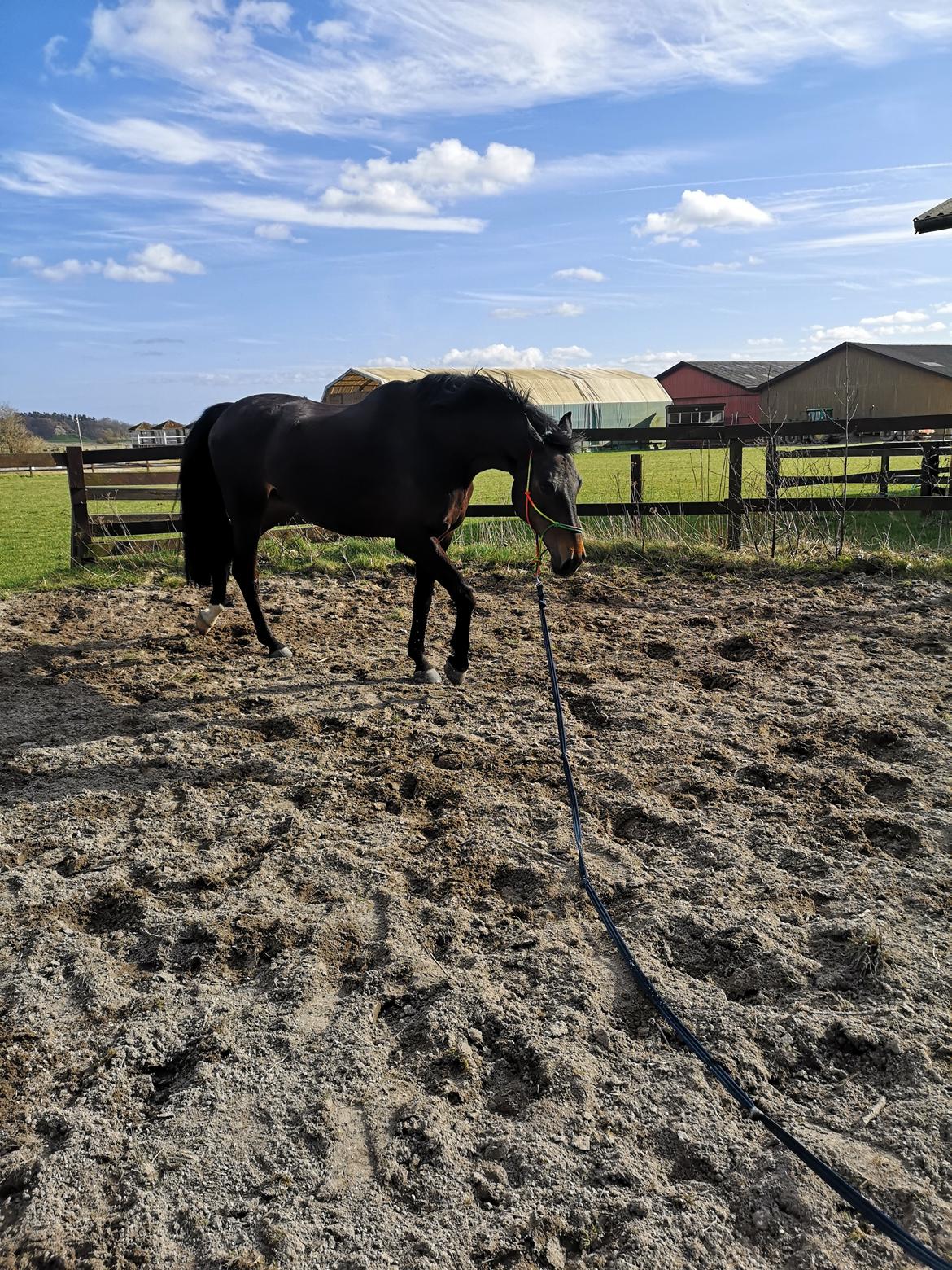 Dansk Varmblod I Ejerbækgaards Tenor billede 4