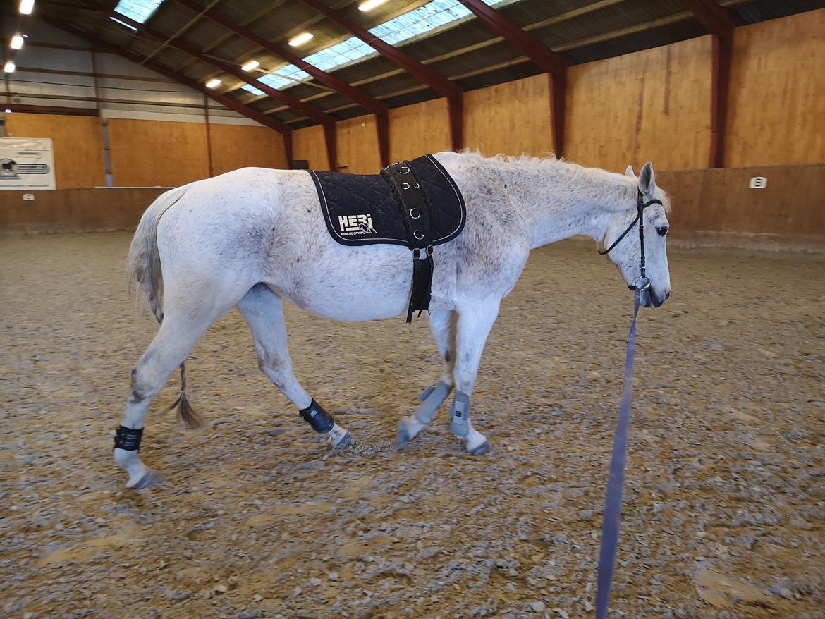 Trakehner I Bella billede 41