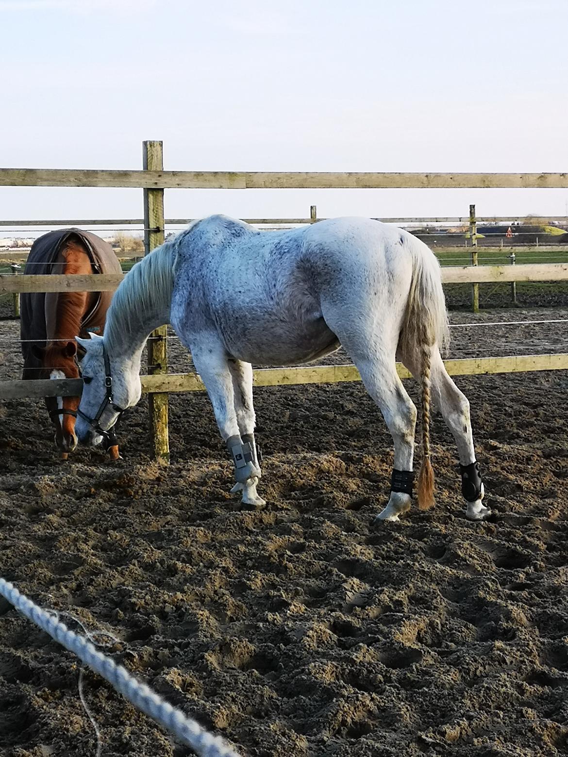 Trakehner I Bella billede 42