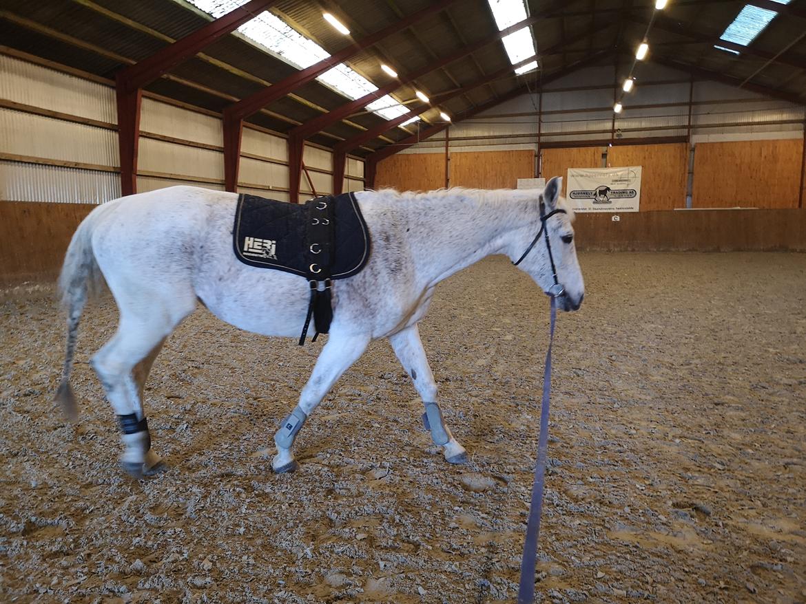 Trakehner I Bella billede 44