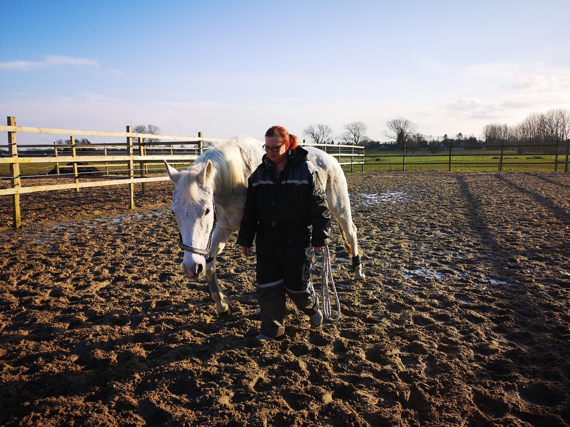 Trakehner I Bella billede 43