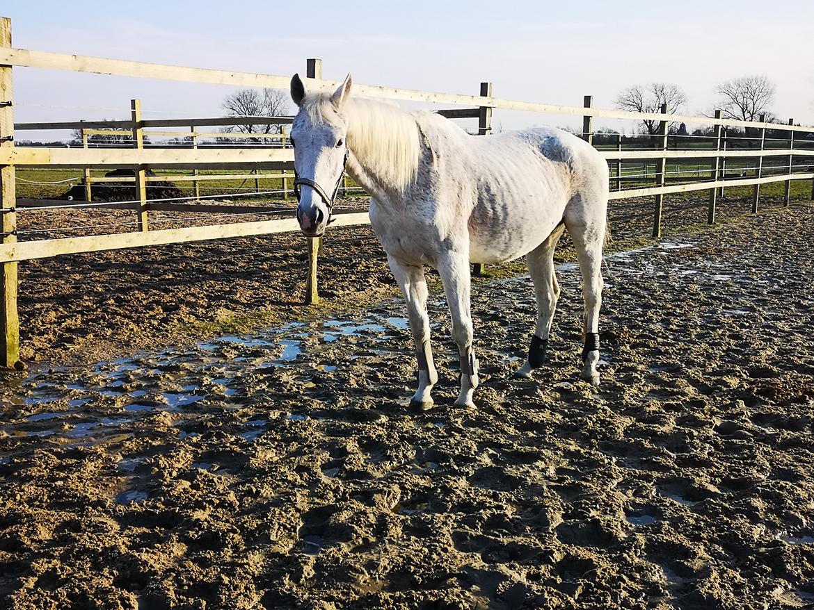 Trakehner I Bella billede 45