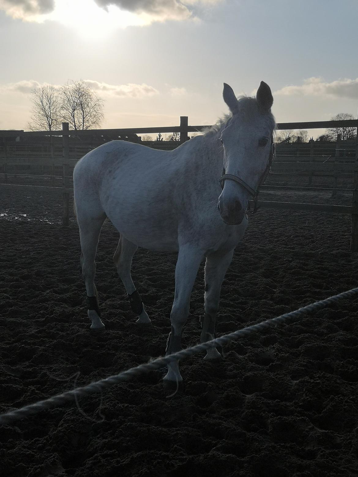 Trakehner I Bella billede 46