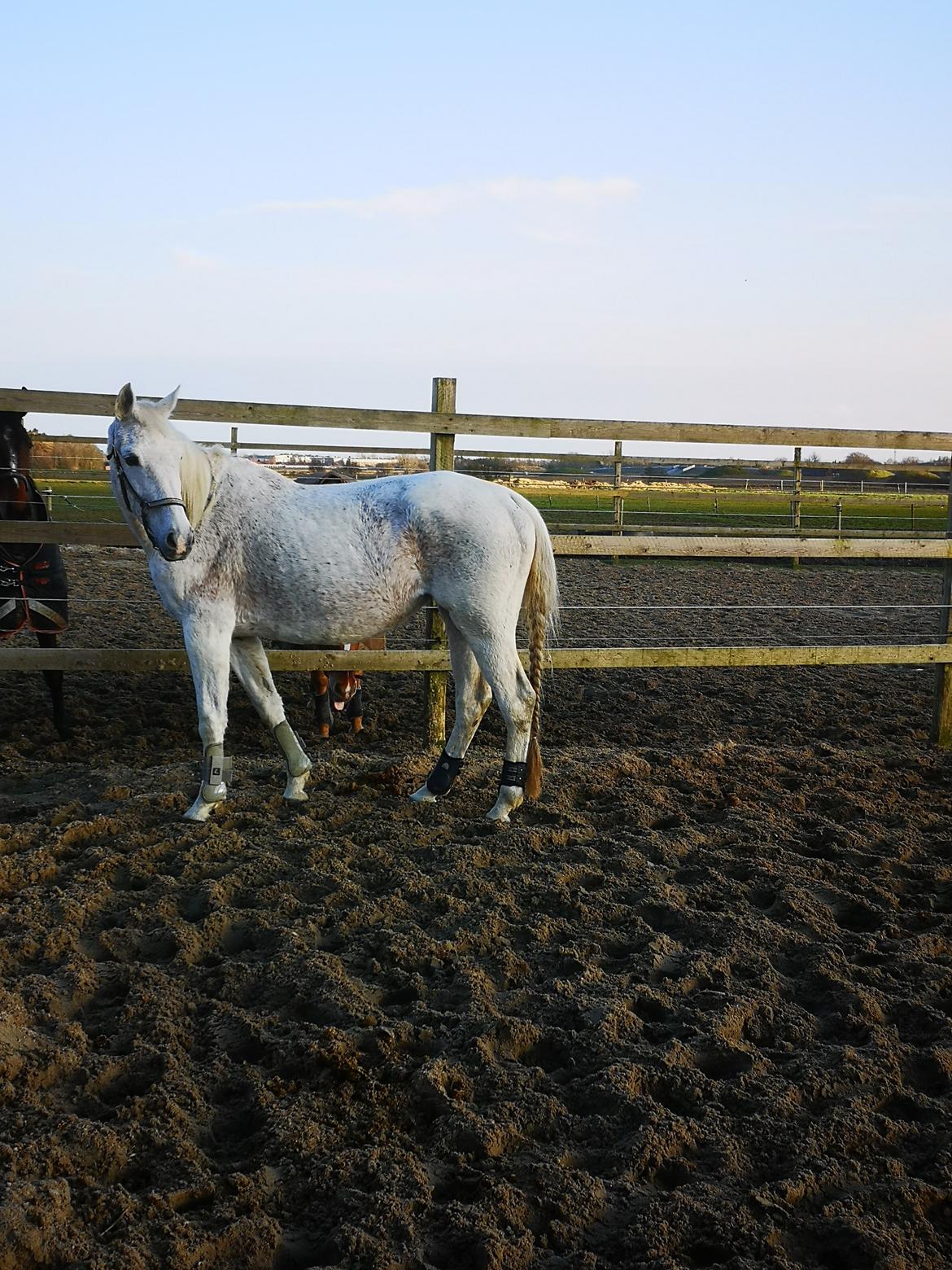 Trakehner I Bella billede 47