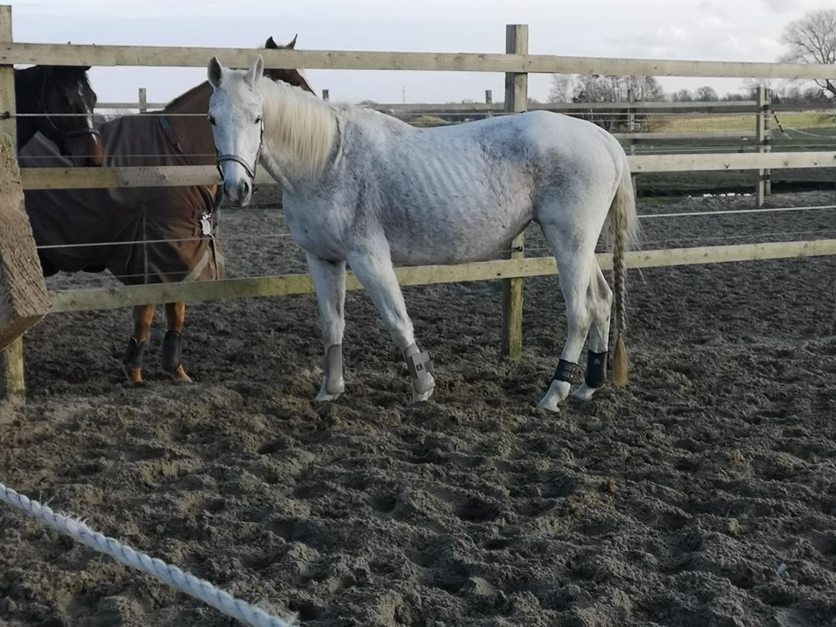 Trakehner I Bella billede 48