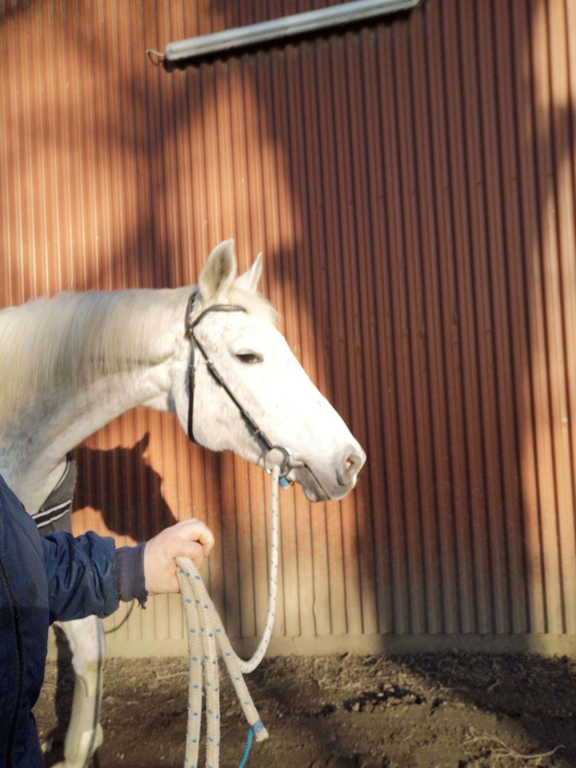 Trakehner I Bella billede 49