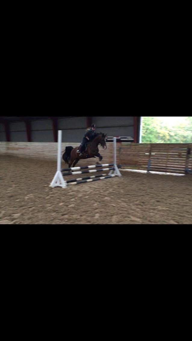 Arabisk fuldblod (OX) Pobhart billede 7