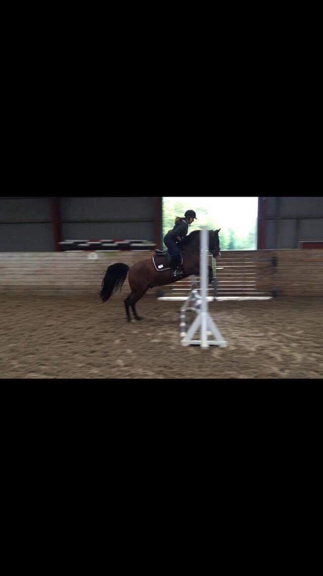 Arabisk fuldblod (OX) Pobhart billede 9