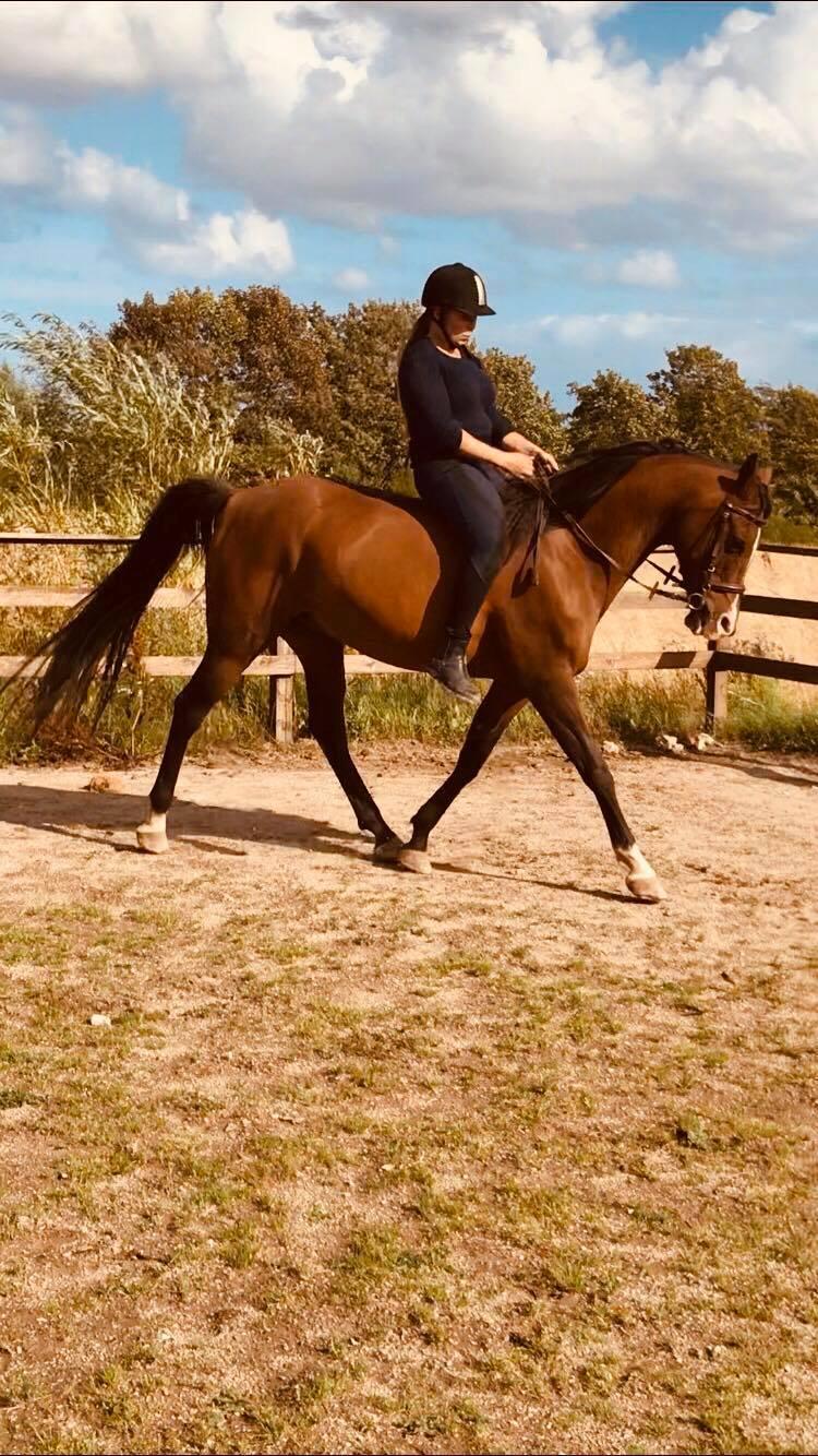 Arabisk fuldblod (OX) Pobhart billede 2