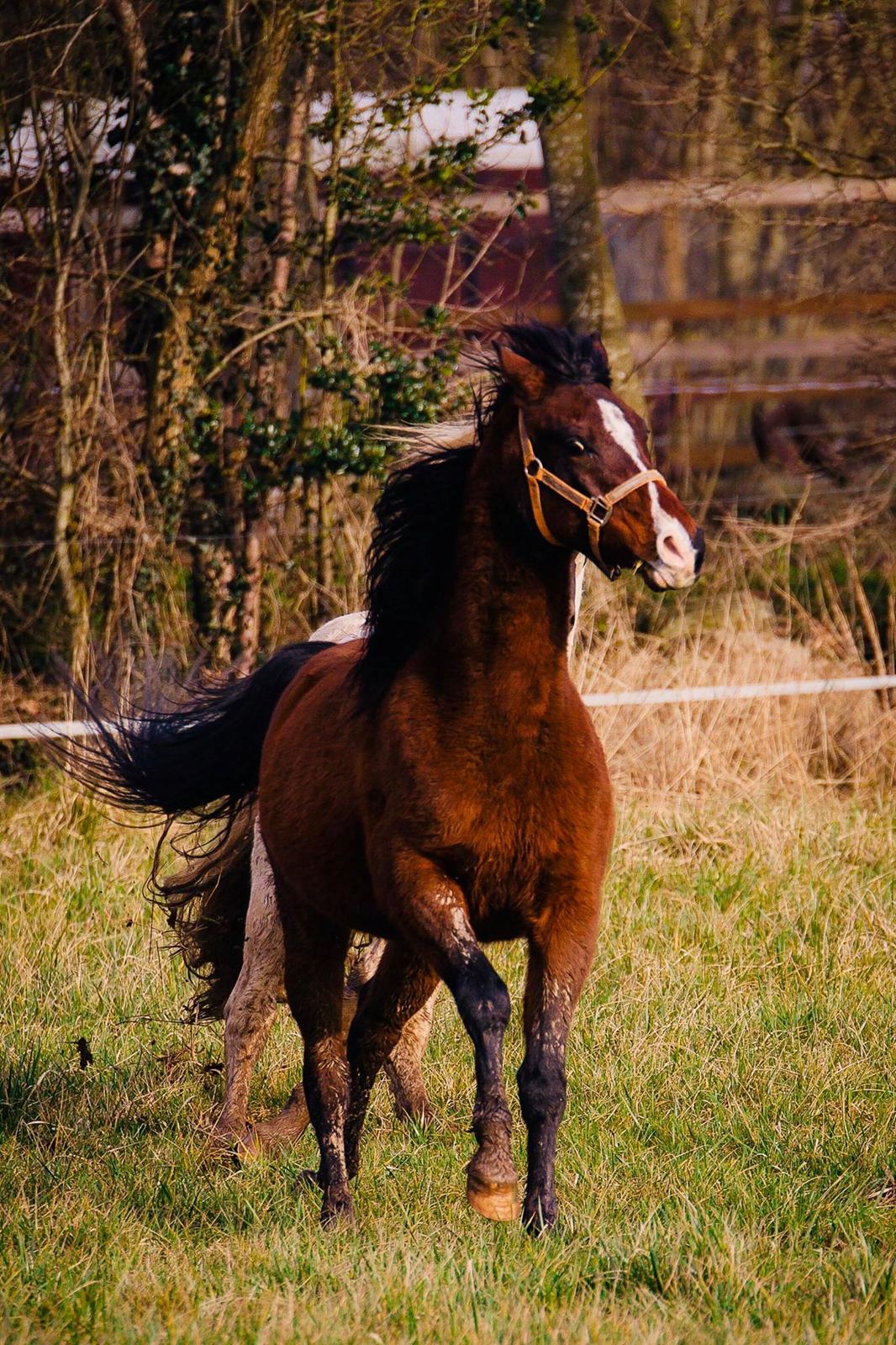 Arabisk fuldblod (OX) Pobhart billede 1