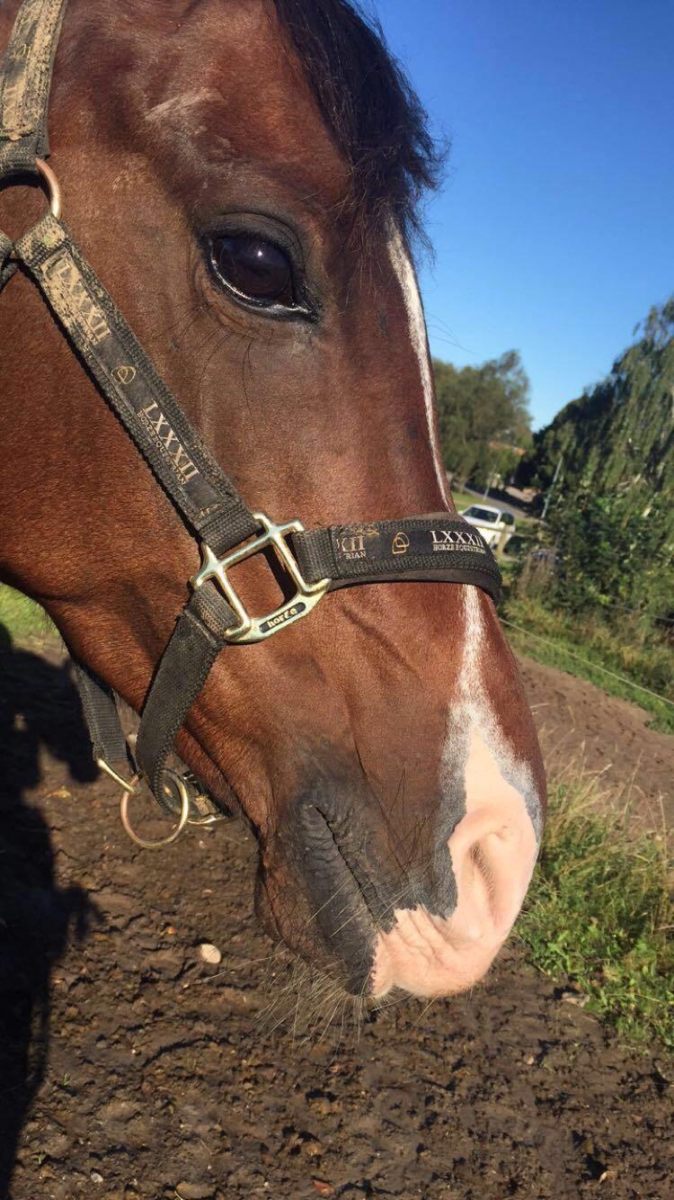 Arabisk fuldblod (OX) Pobhart billede 10