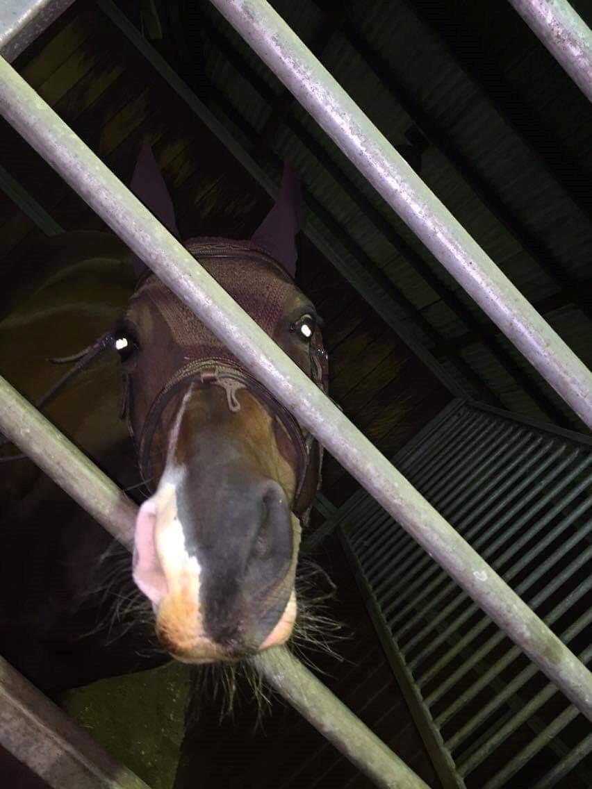 Arabisk fuldblod (OX) Pobhart billede 6