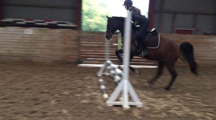 Arabisk fuldblod (OX) Pobhart billede 11