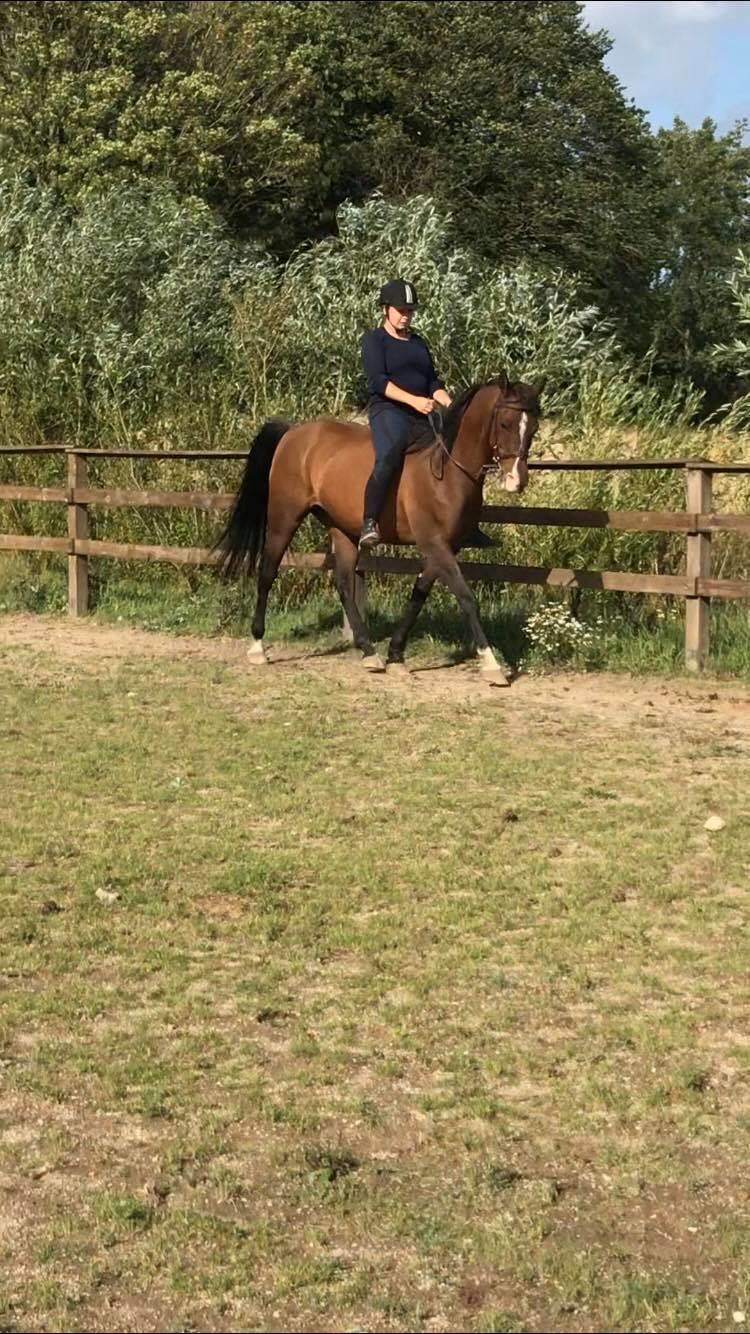 Arabisk fuldblod (OX) Pobhart billede 4