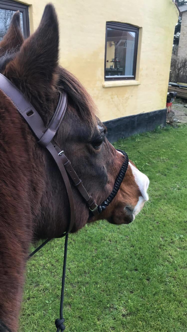 Arabisk fuldblod (OX) Pobhart billede 8