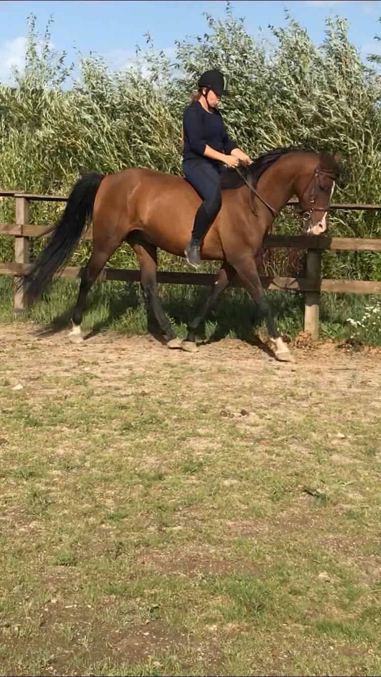 Arabisk fuldblod (OX) Pobhart billede 13