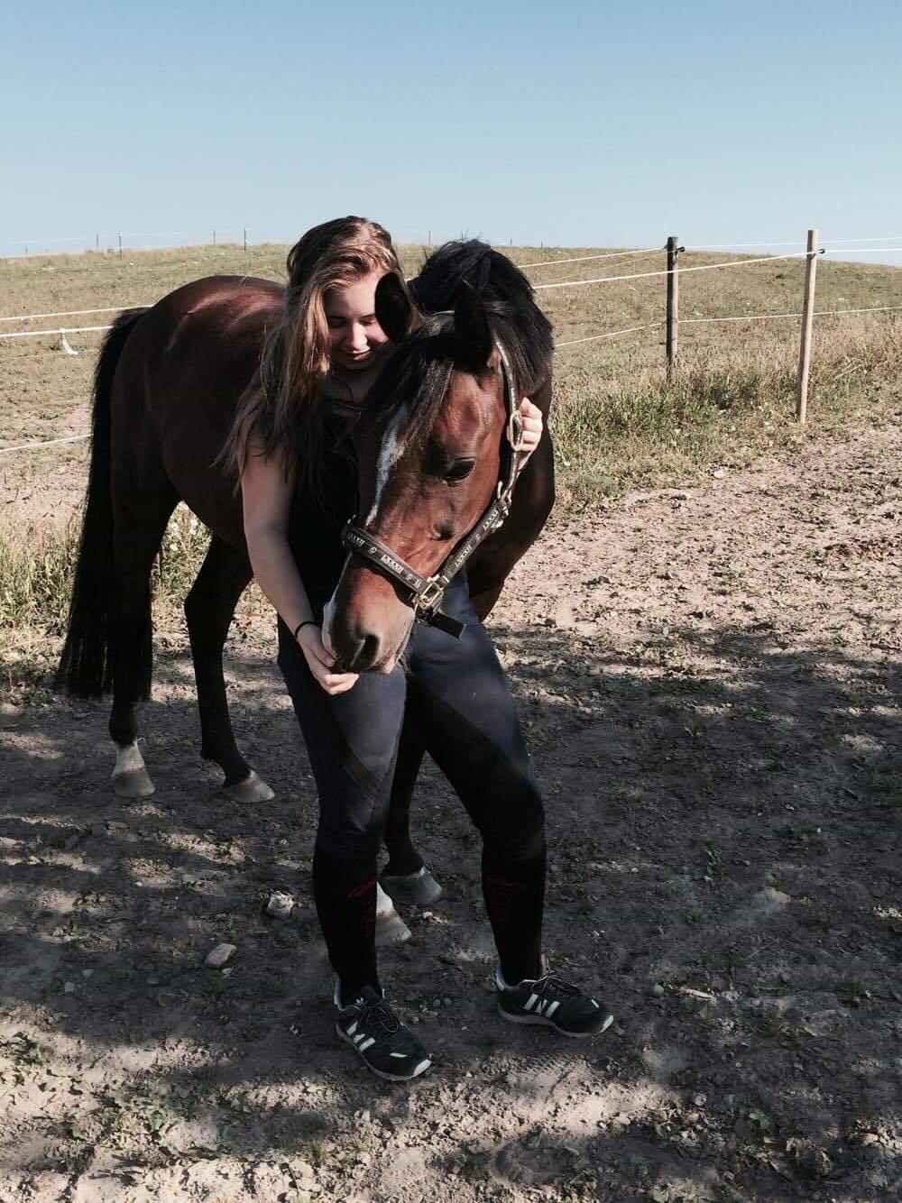 Arabisk fuldblod (OX) Pobhart billede 14